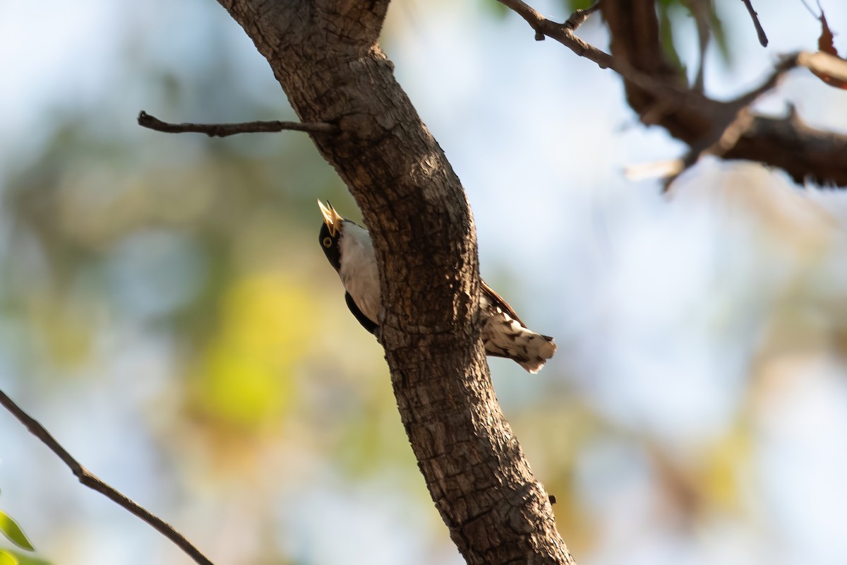 Varied Sittella (White-winged) - ML623341147