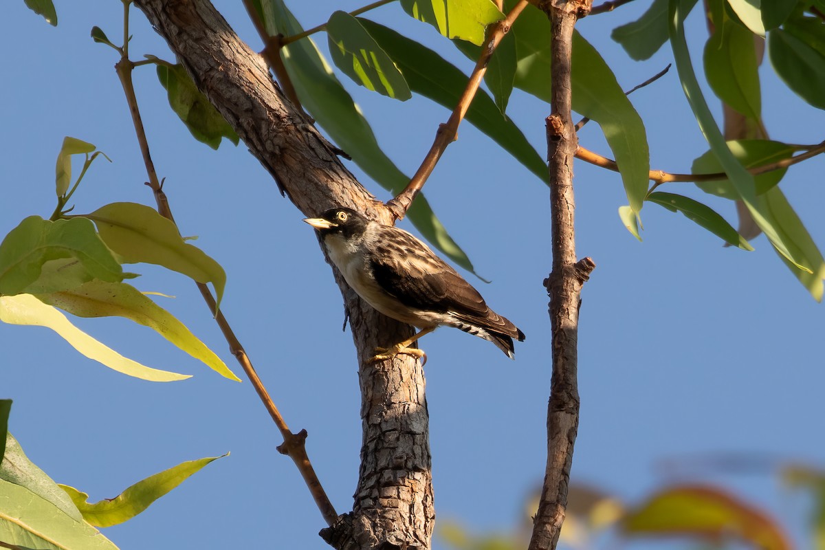 Varied Sittella (White-winged) - ML623341148