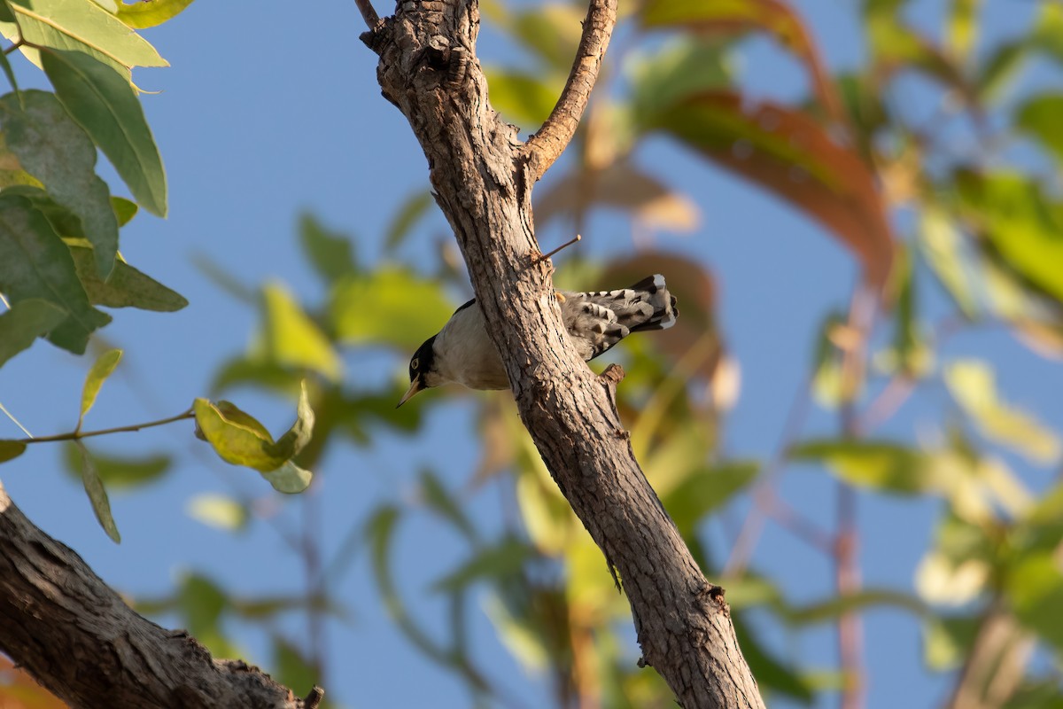 Varied Sittella (White-winged) - ML623341149