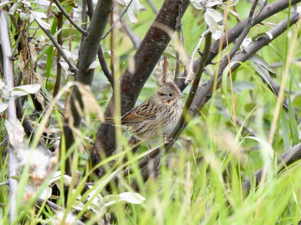 Lincoln's Sparrow - ML623341167