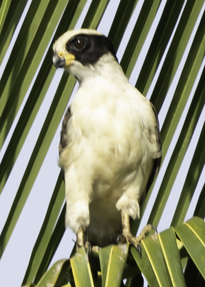 Laughing Falcon - ML623341197