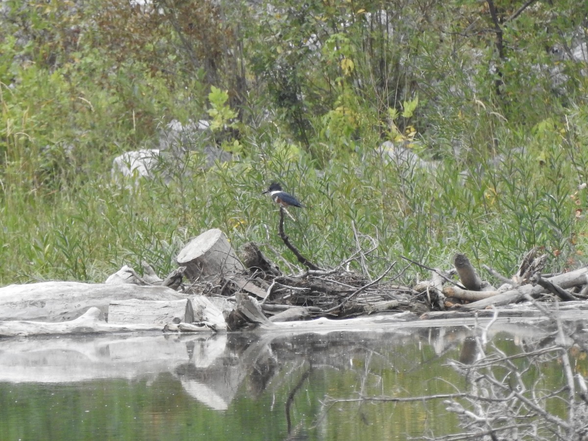 Belted Kingfisher - ML623341206