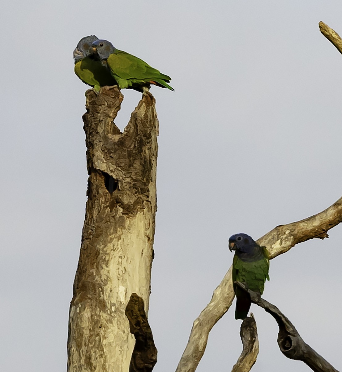 Blue-headed Parrot (Blue-headed) - ML623341212