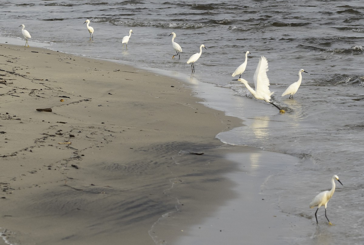 Snowy Egret - ML623341231