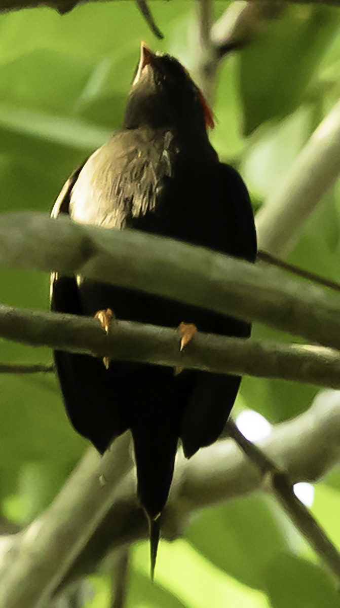 Lance-tailed Manakin - ML623341241