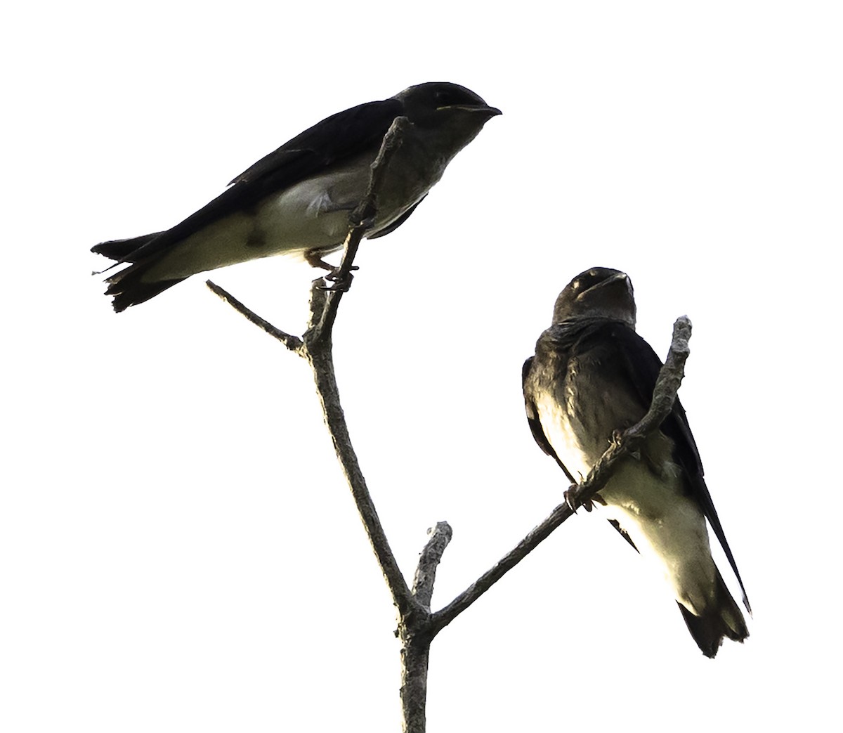 Gray-breasted Martin - ML623341257