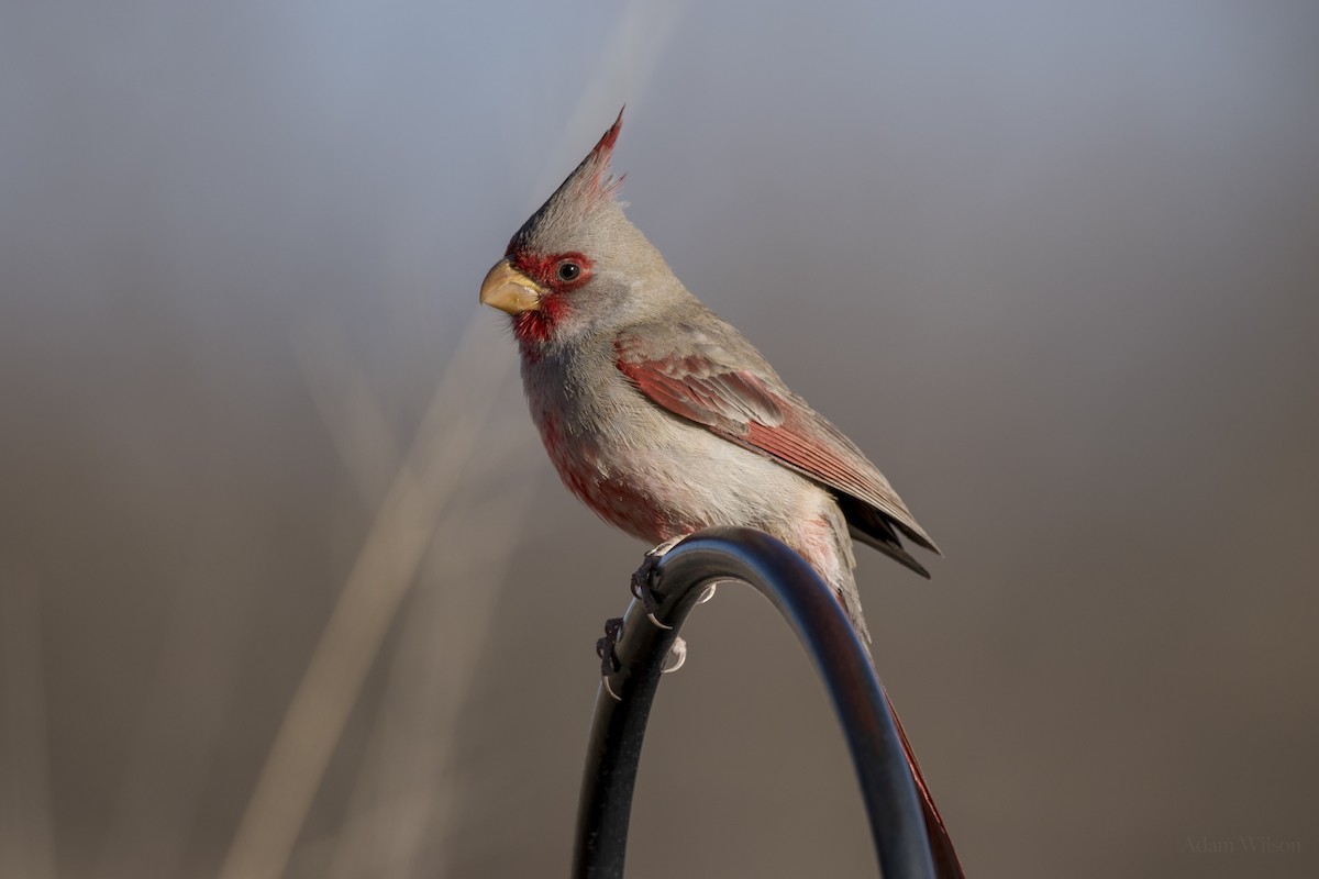 Pyrrhuloxia - ML623341311