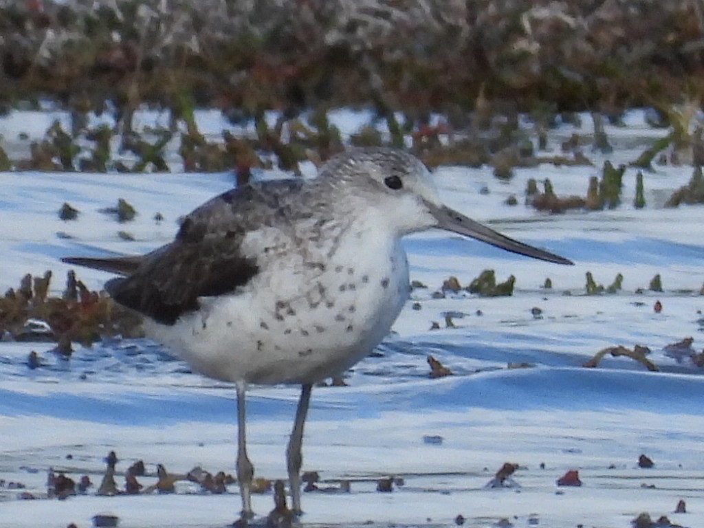 Common Greenshank - ML623341323