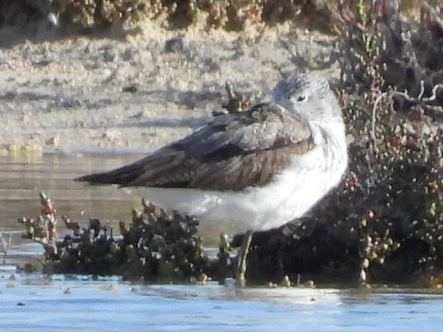 Common Greenshank - ML623341324