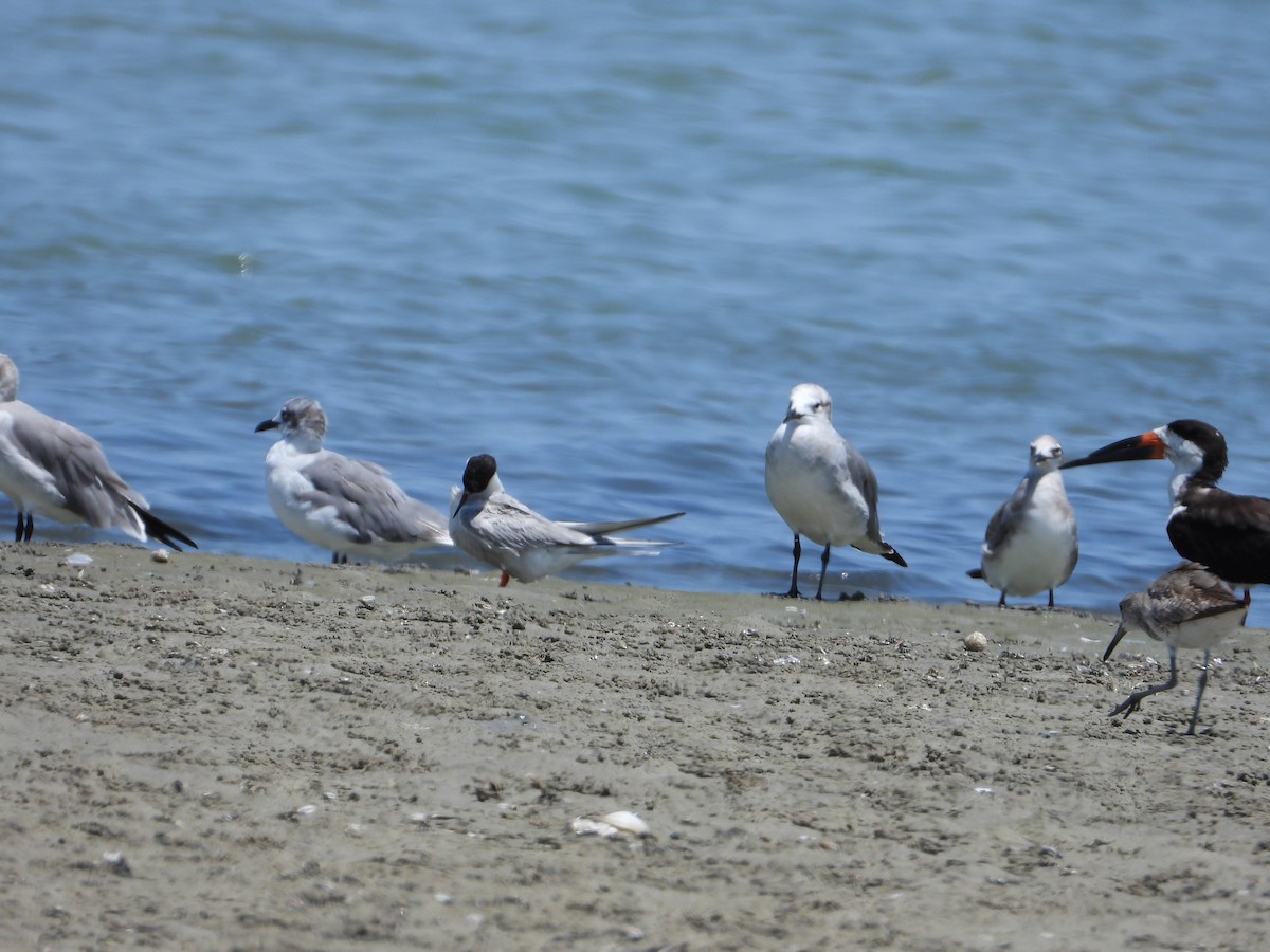 Least Tern - ML623341359