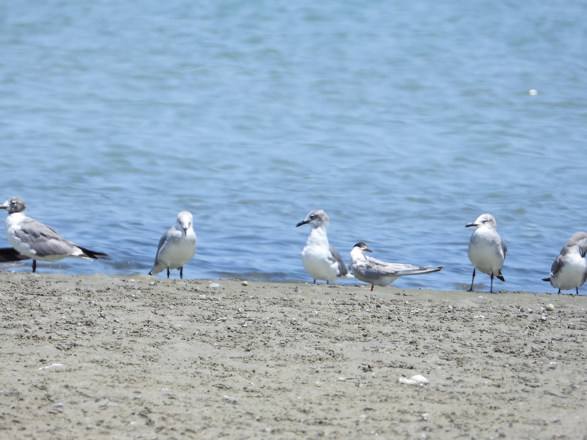 Least Tern - ML623341360