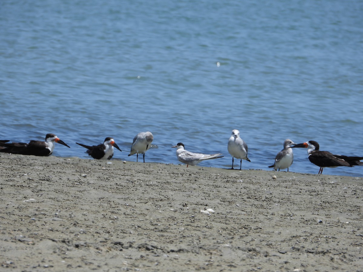 Least Tern - ML623341361