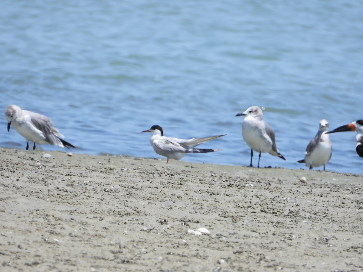 Least Tern - ML623341362