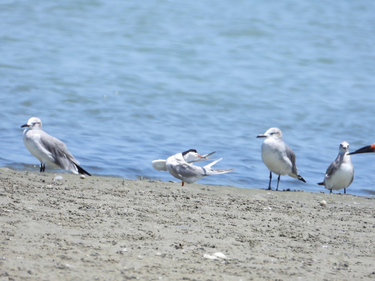 Least Tern - ML623341363