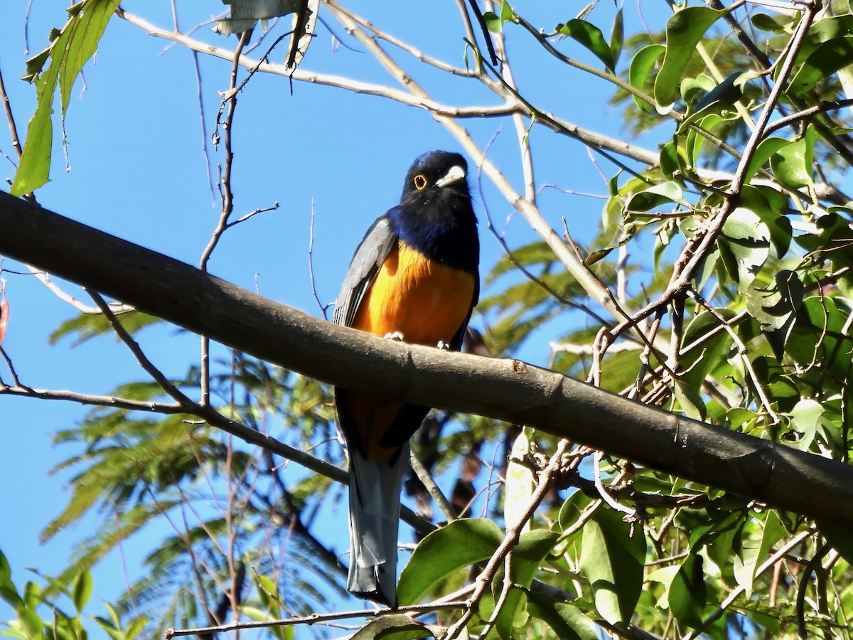 Surucua Trogon (Orange-bellied) - Shelley Rutkin