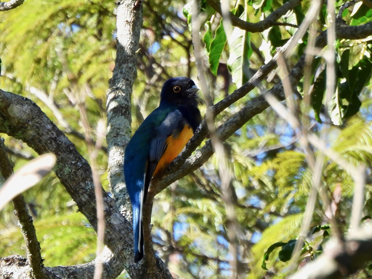 Surucua Trogon (Orange-bellied) - ML623341376