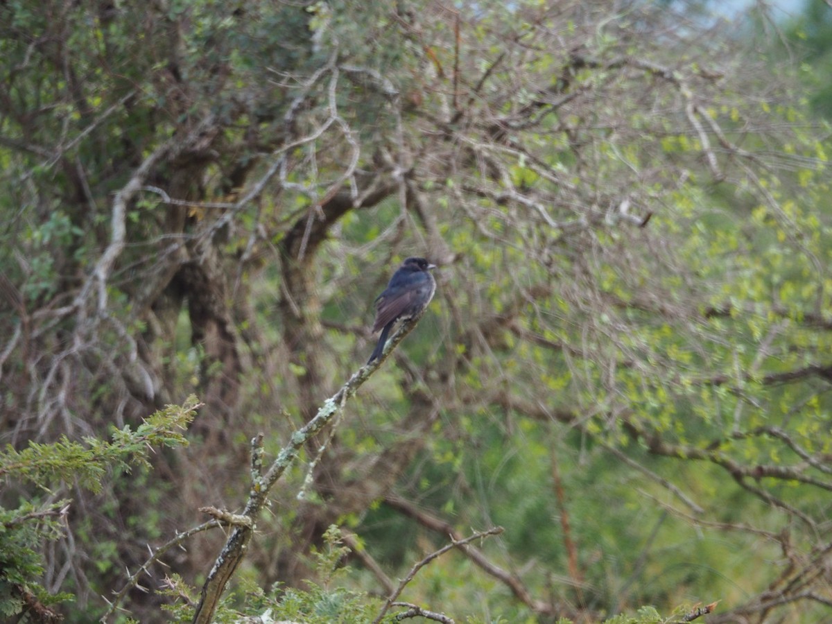 Fork-tailed Drongo - ML623341434