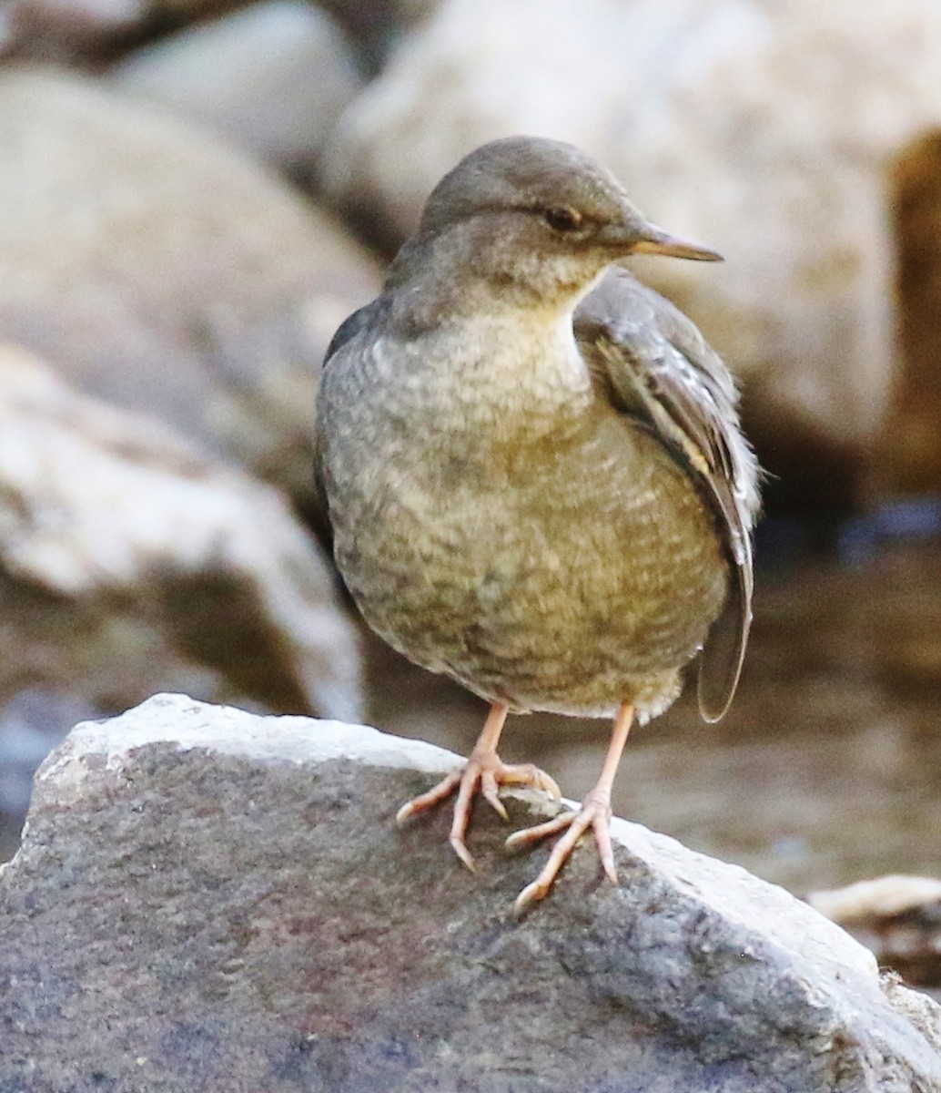 American Dipper - ML623341442