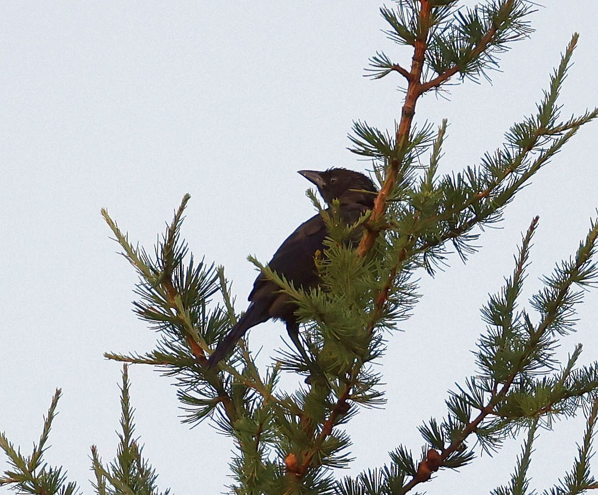 Common Grackle - Charles Fitzpatrick