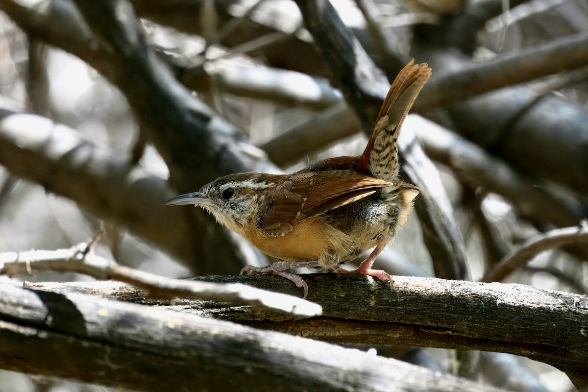 Carolina Wren - ML623341535