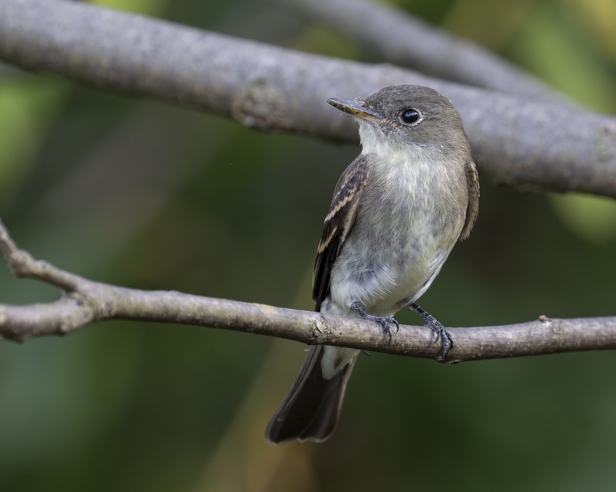 Eastern Wood-Pewee - ML623341540