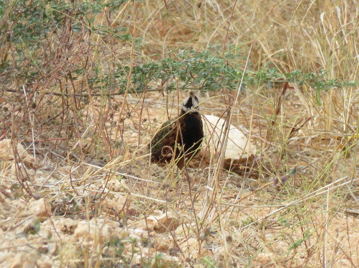 Harlequin Quail - ML623341545