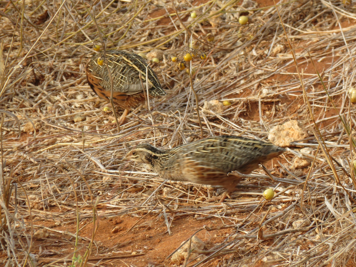 Harlequin Quail - ML623341547