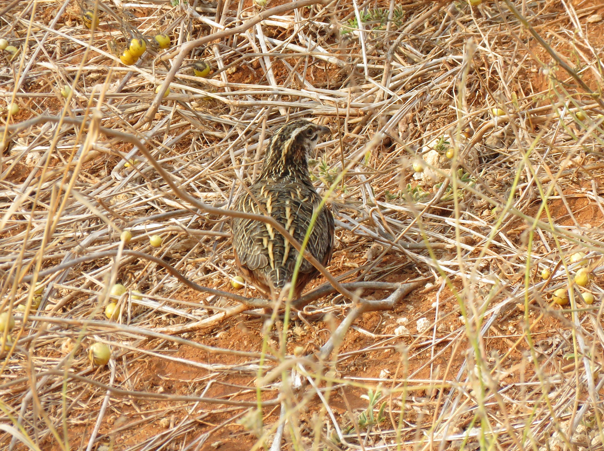 Harlequin Quail - ML623341548