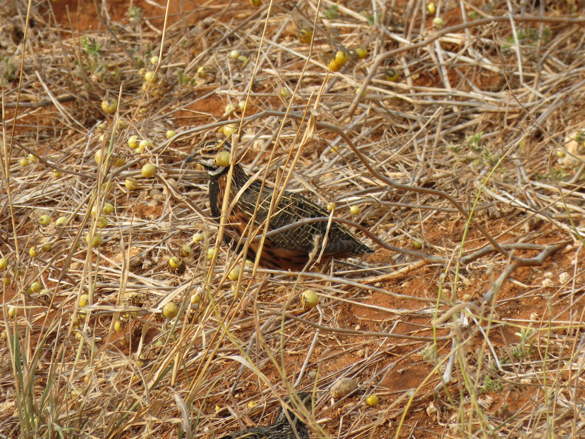 Harlequin Quail - ML623341549