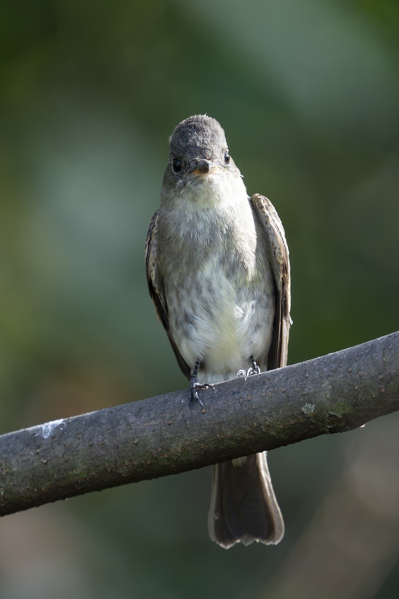 Eastern Wood-Pewee - Kevin Turner