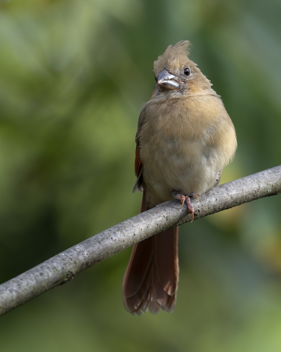 Northern Cardinal - Kevin Turner