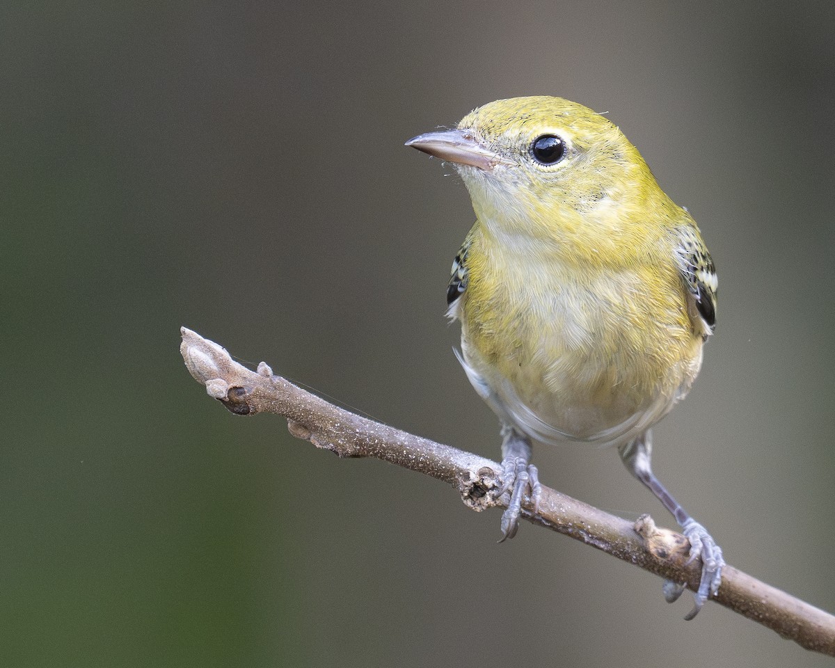 Bay-breasted Warbler - Kevin Turner