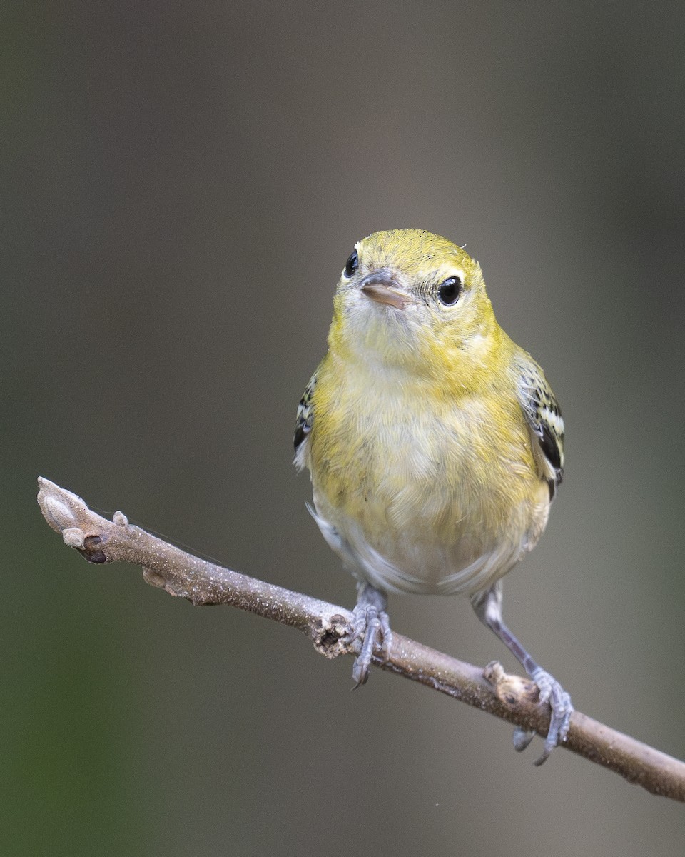 Bay-breasted Warbler - ML623341588