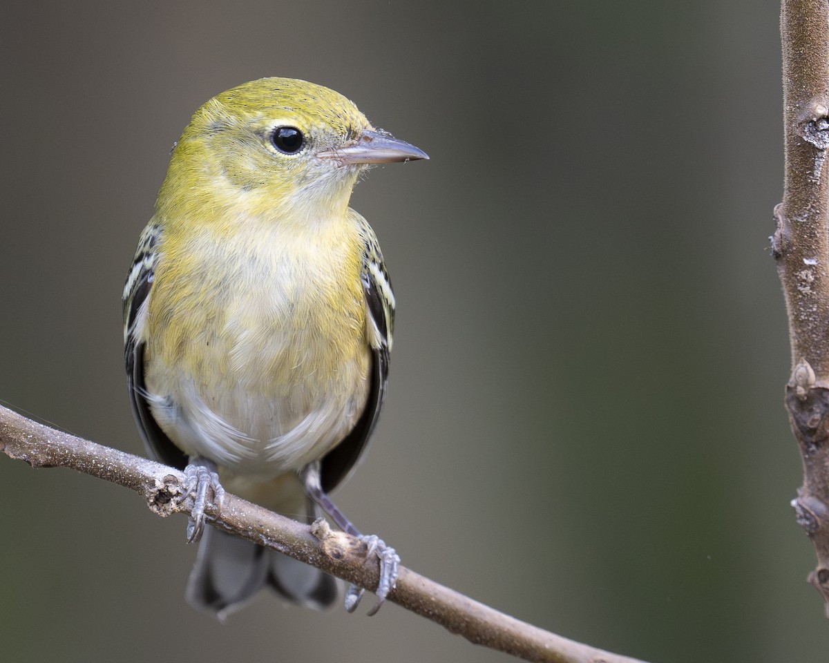 Bay-breasted Warbler - ML623341589