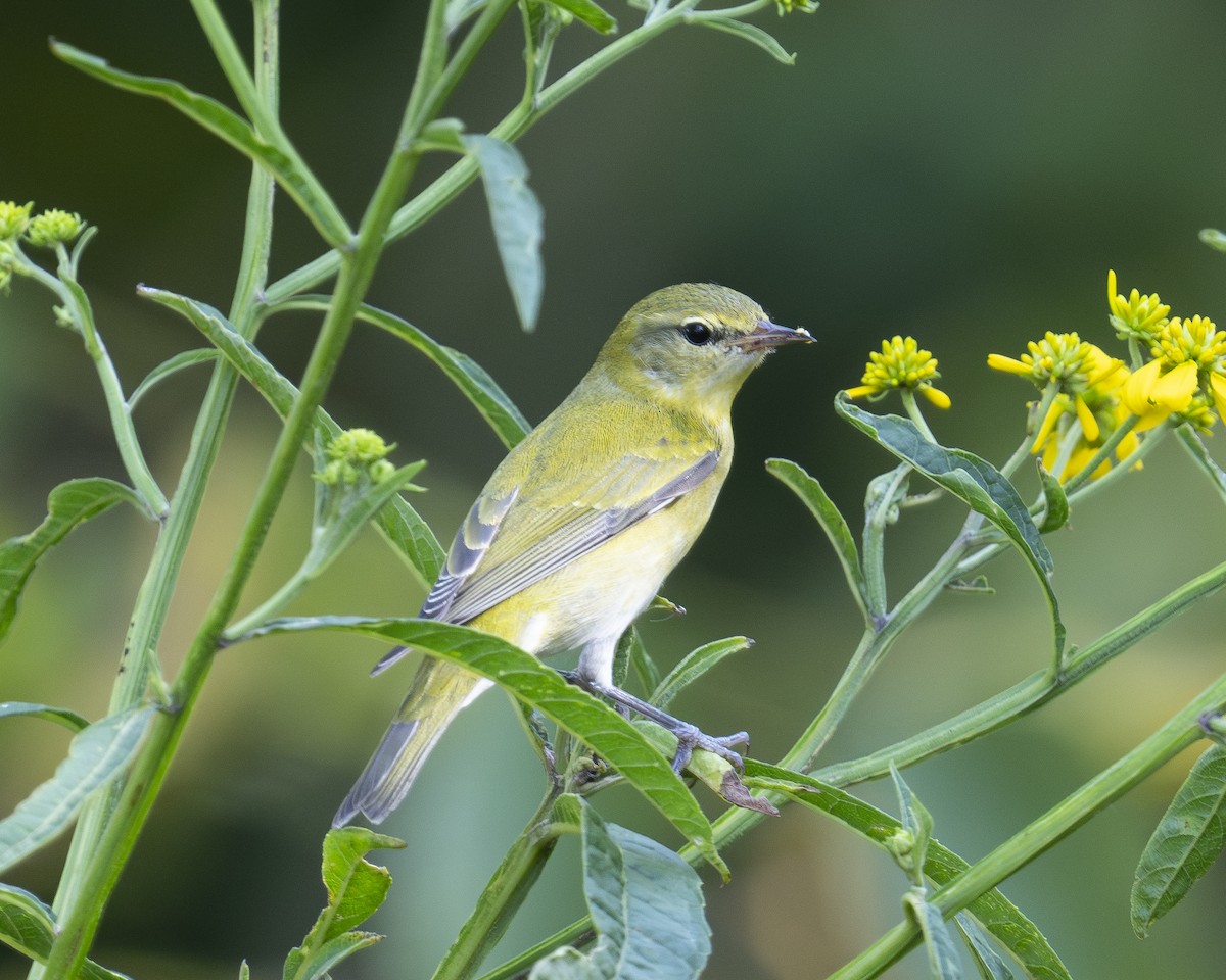 Tennessee Warbler - ML623341604