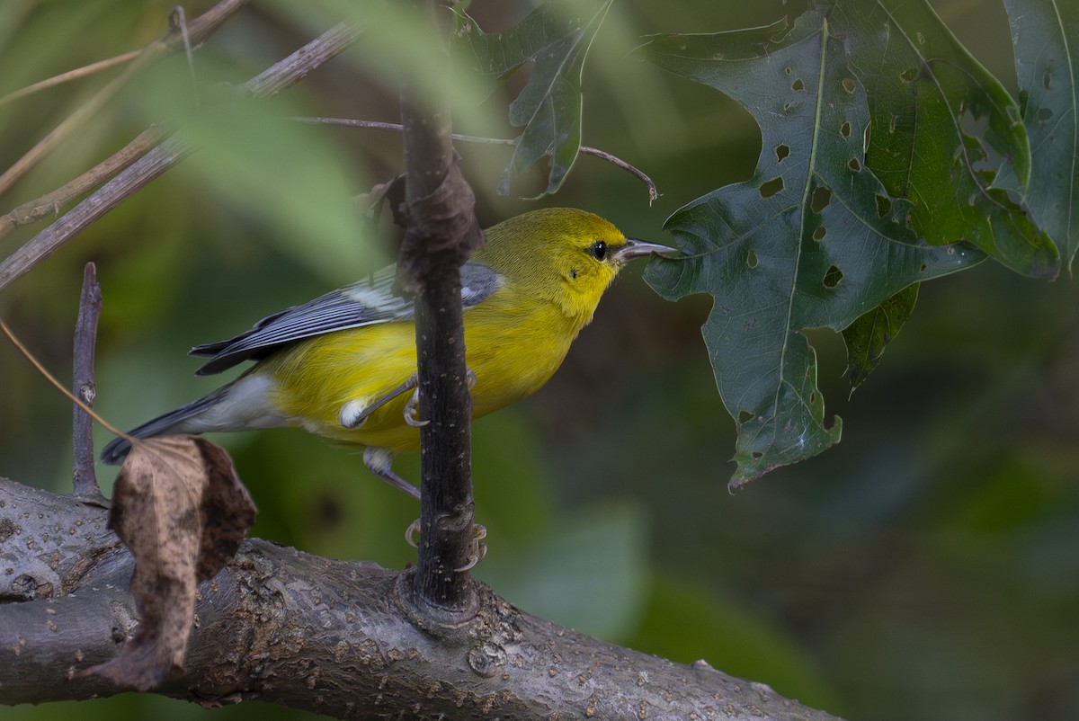 Blue-winged Warbler - ML623341621