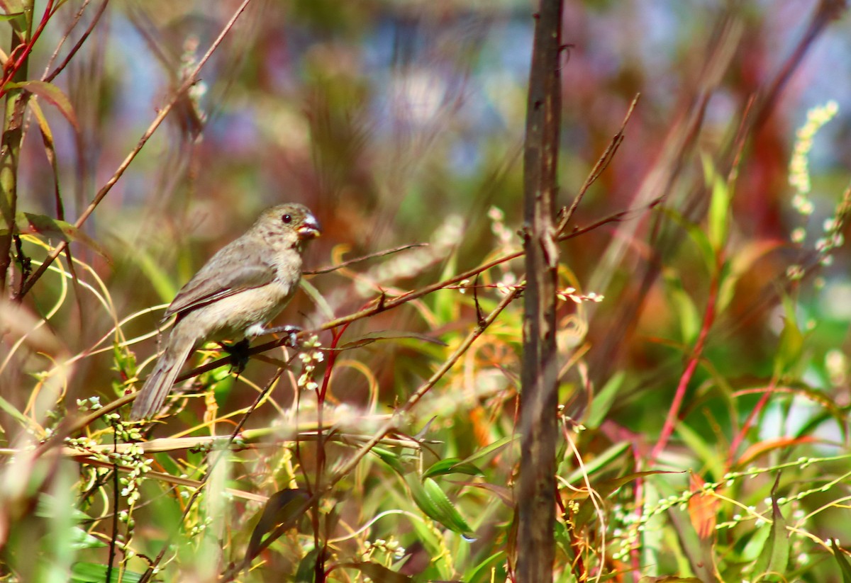 Gray Seedeater - ML623341638