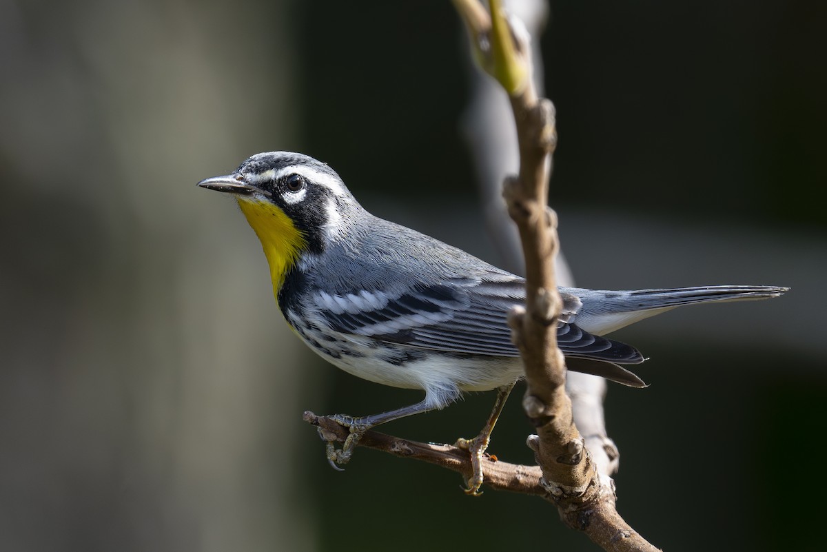 Yellow-throated Warbler - ML623341659