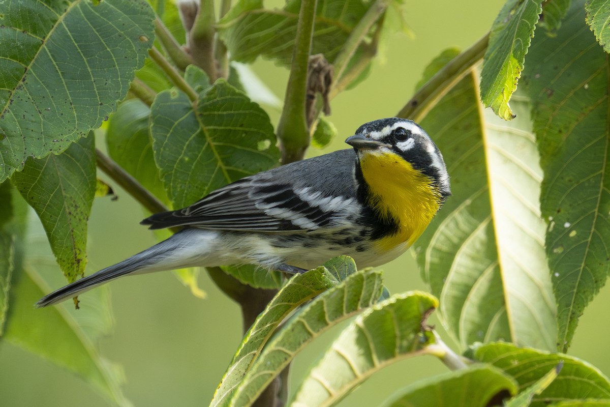 Yellow-throated Warbler - ML623341666