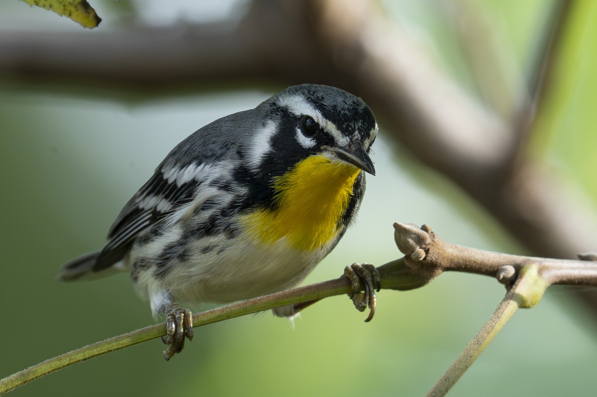 Yellow-throated Warbler - ML623341687