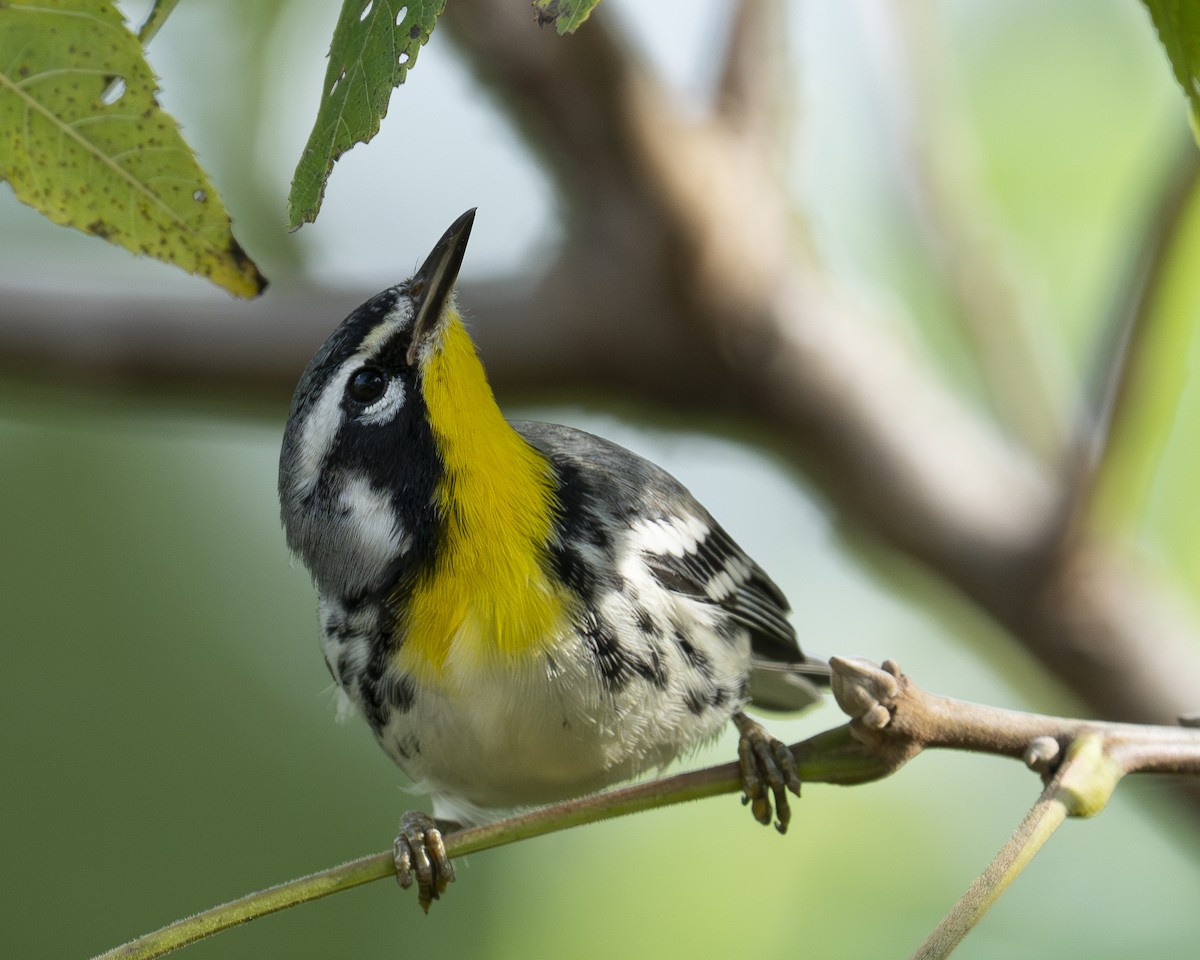 Yellow-throated Warbler - ML623341699