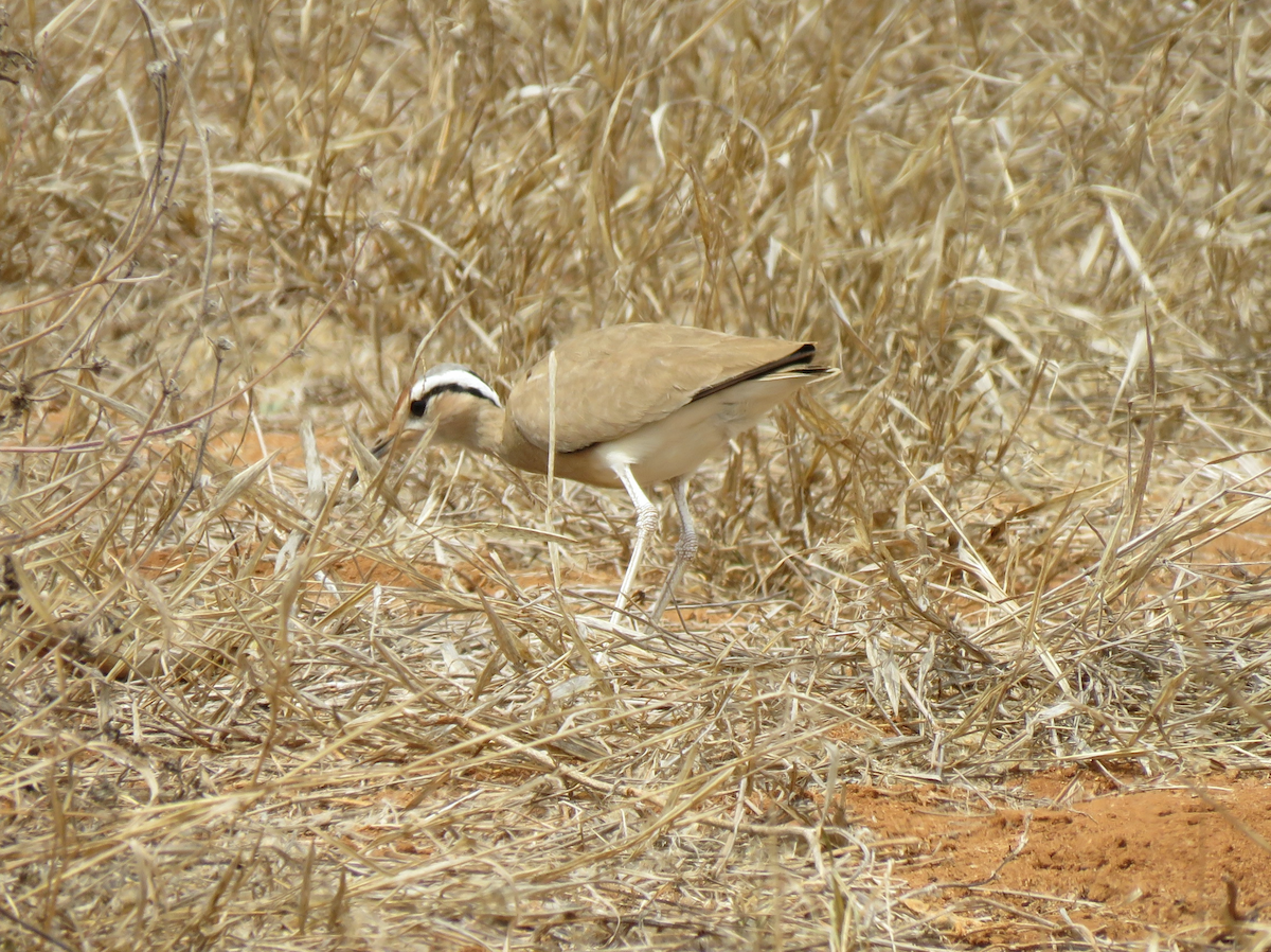 somaliløper - ML623341757