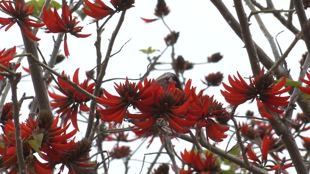 Red Wattlebird - ML623341962