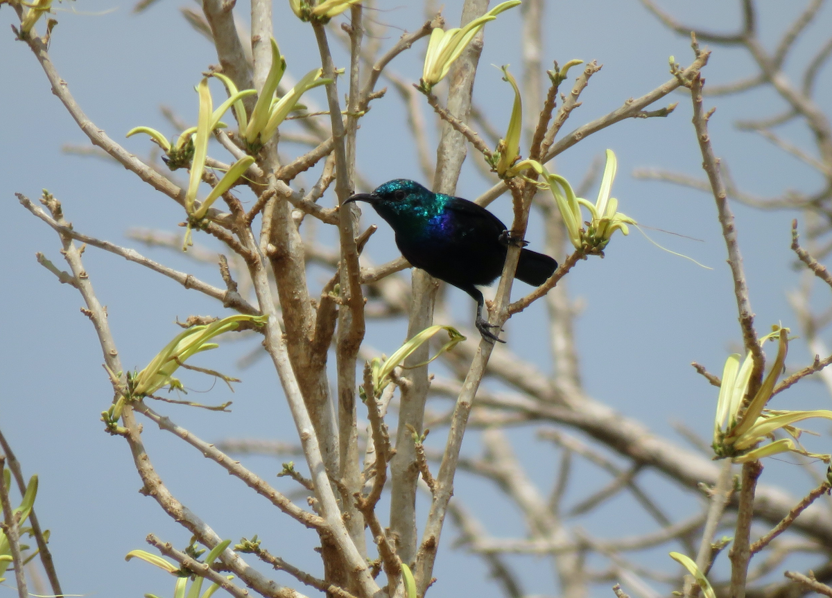 Tsavo Sunbird - ML623341972