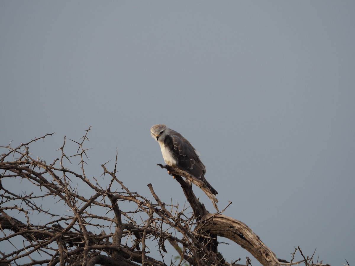 Black-winged Kite - ML623341977