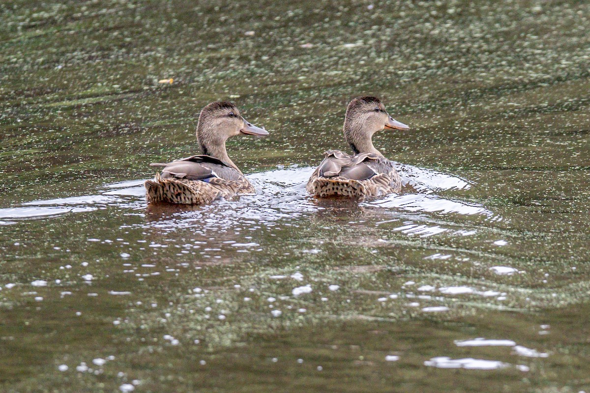 Canard colvert - ML623341996