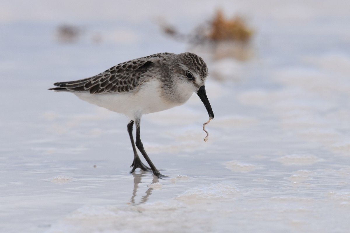 Semipalmated Sandpiper - ML623342021