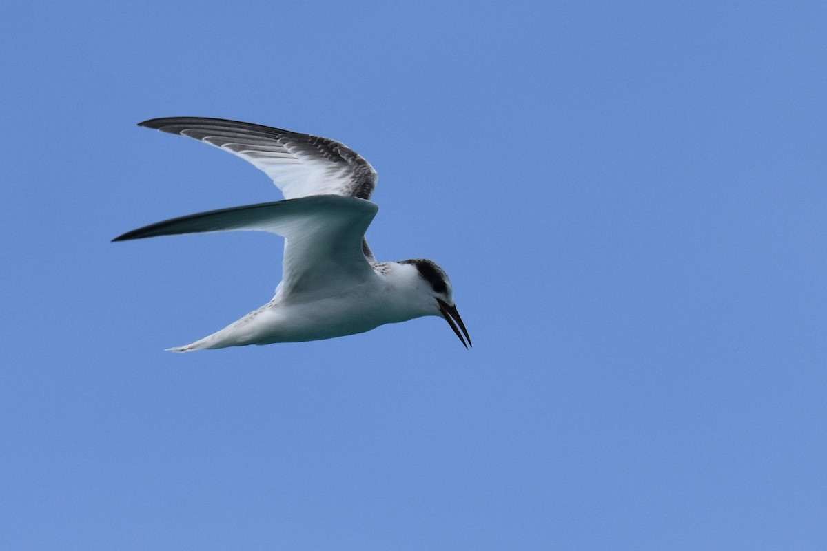 Least Tern - ML623342053