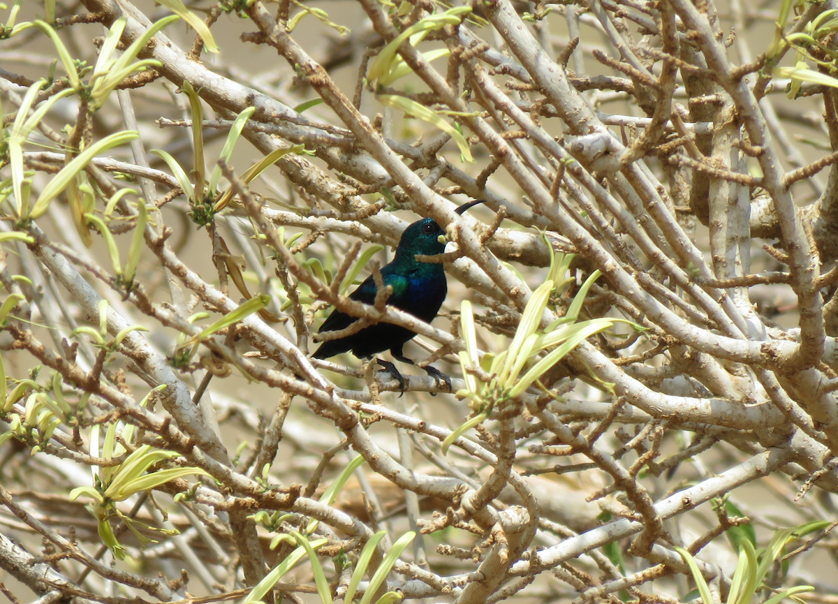 Tsavo Sunbird - ML623342057