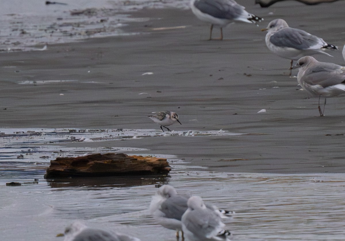 Sanderling - Buzz Scher